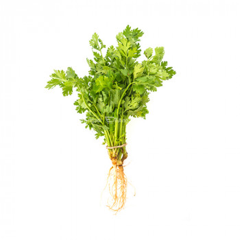 Coriander Leaves